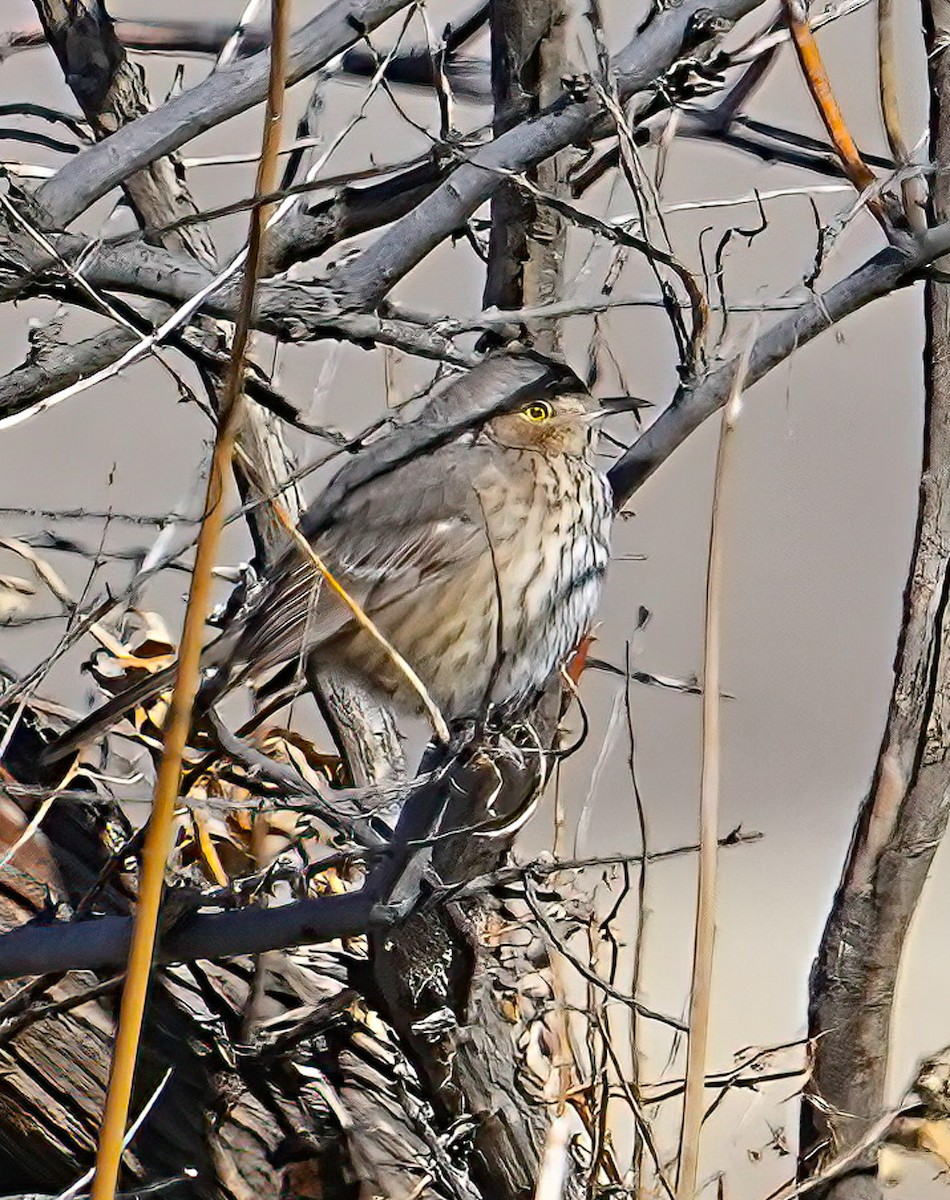 Sage Thrasher - ML629669630