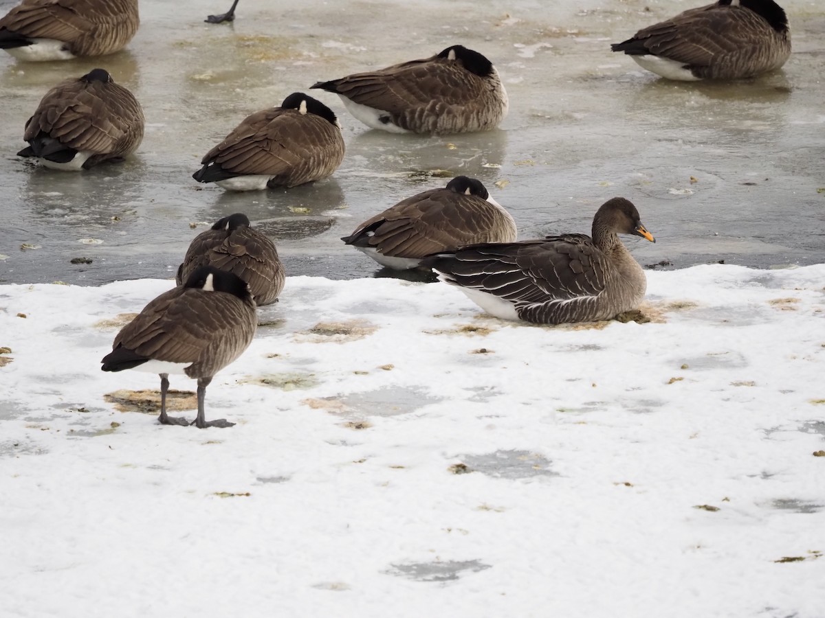 Taiga Bean-Goose - ML629669652