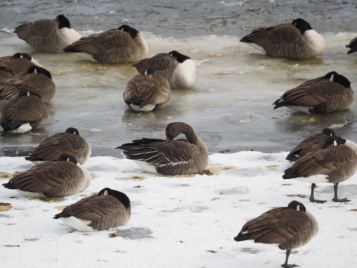 Taiga Bean-Goose - ML629669655