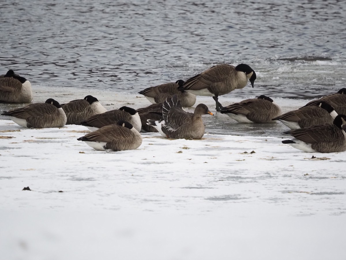 Taiga Bean-Goose - ML629669656