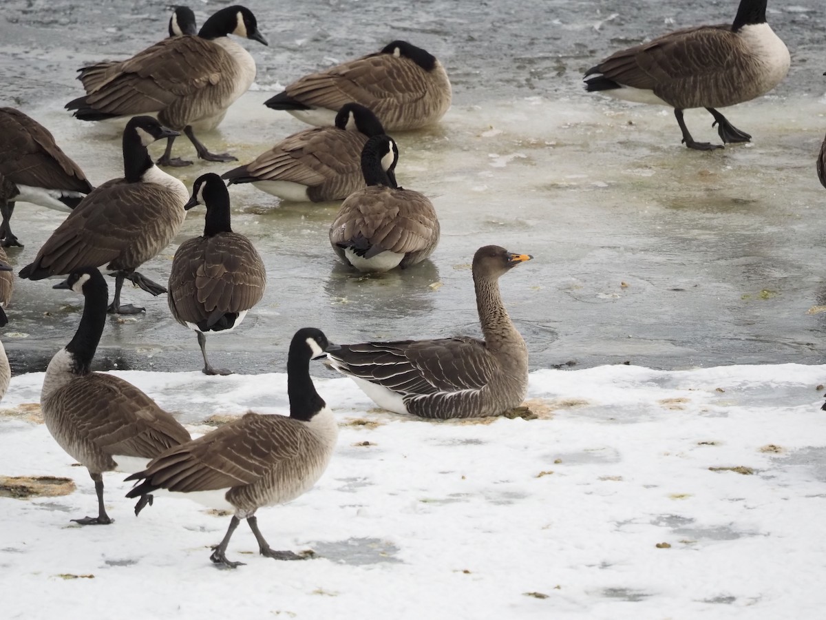 Taiga Bean-Goose - ML629669657