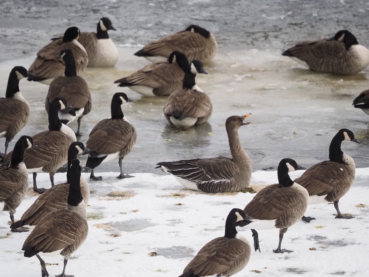 Taiga Bean-Goose - ML629669658