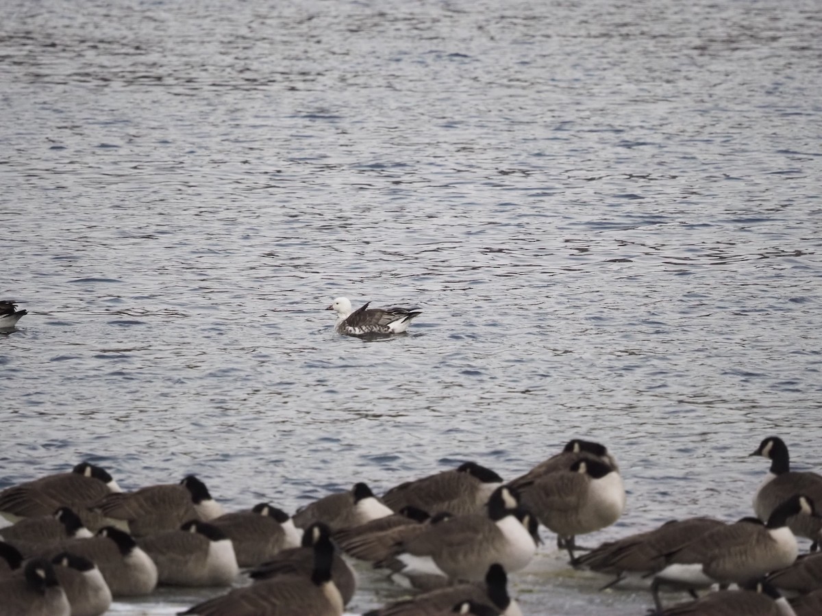 Ross's x Cackling Goose (hybrid) - ML629669716