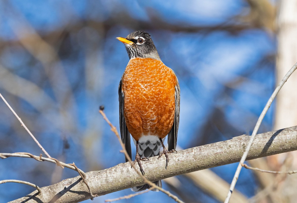 American Robin - ML629669741