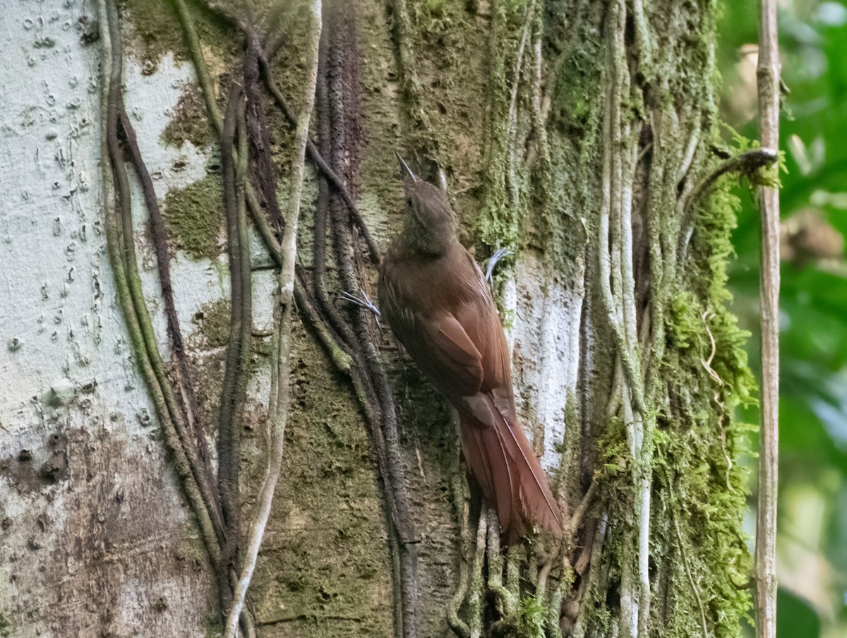 Piping Woodcreeper - ML629669751