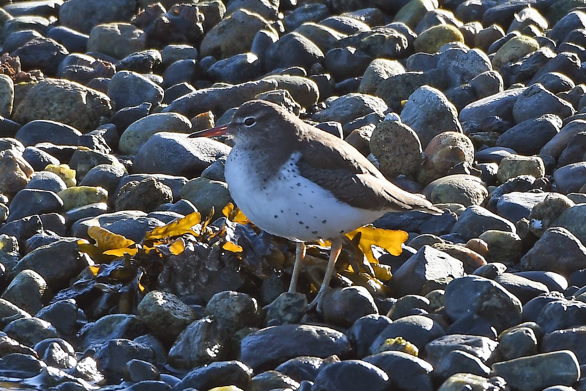 Spotted Sandpiper - ML629669889