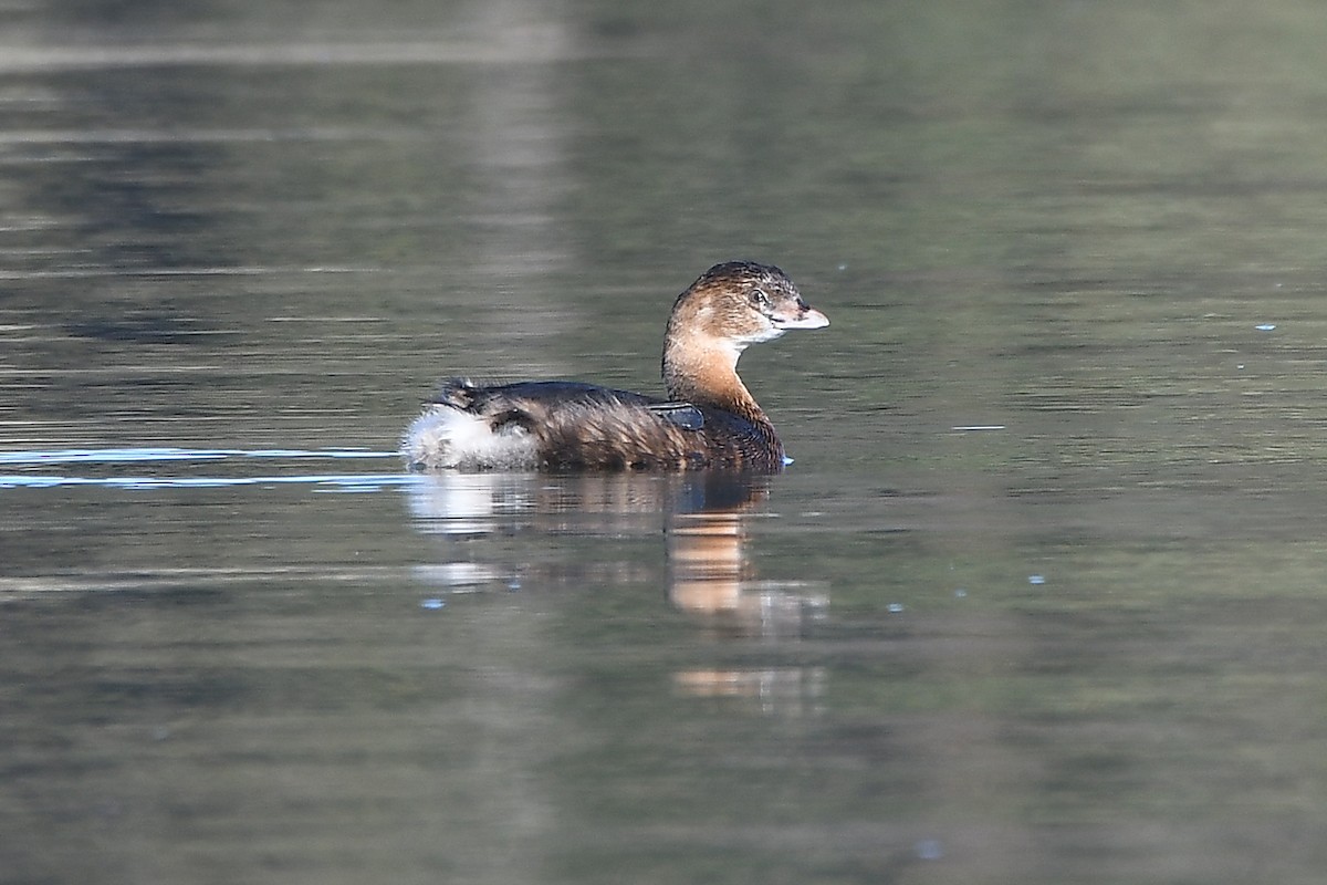 Pied-billed Grebe - ML629669906