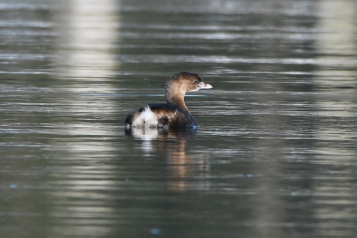Pied-billed Grebe - ML629669907