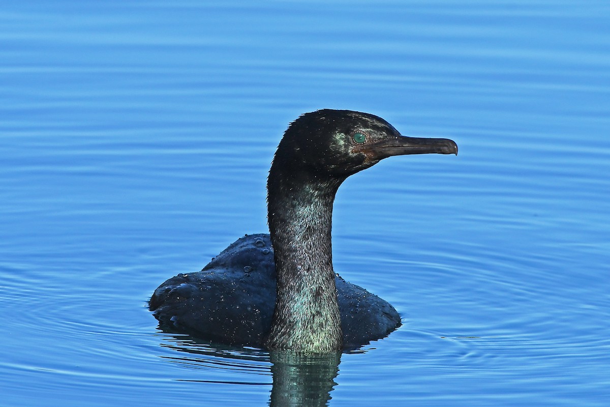 Pelagic Cormorant - ML629669913