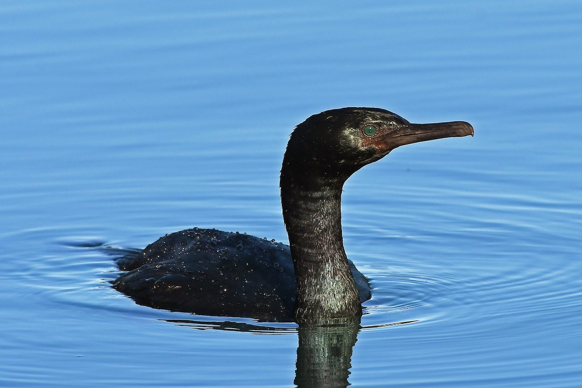 Pelagic Cormorant - ML629669914