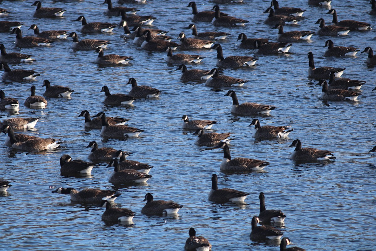 Cackling Goose - ML629670092