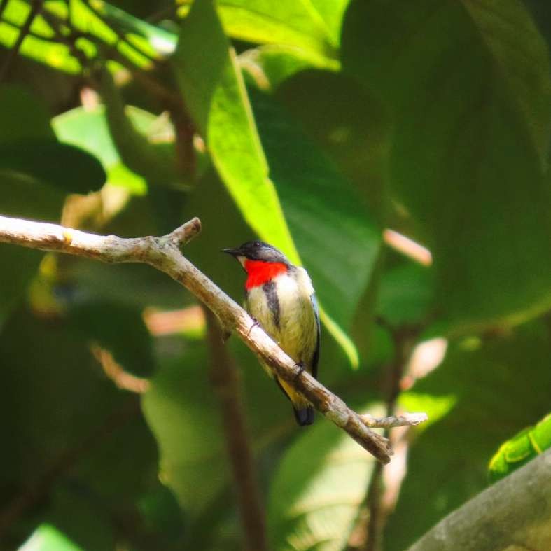 Fire-throated Flowerpecker - ML629670109