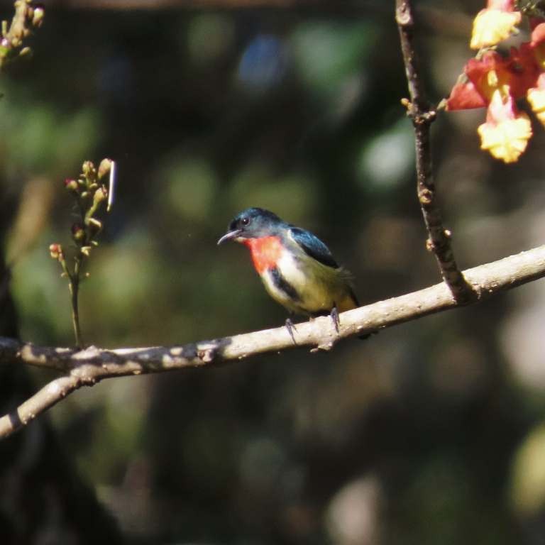 Fire-throated Flowerpecker - ML629670113