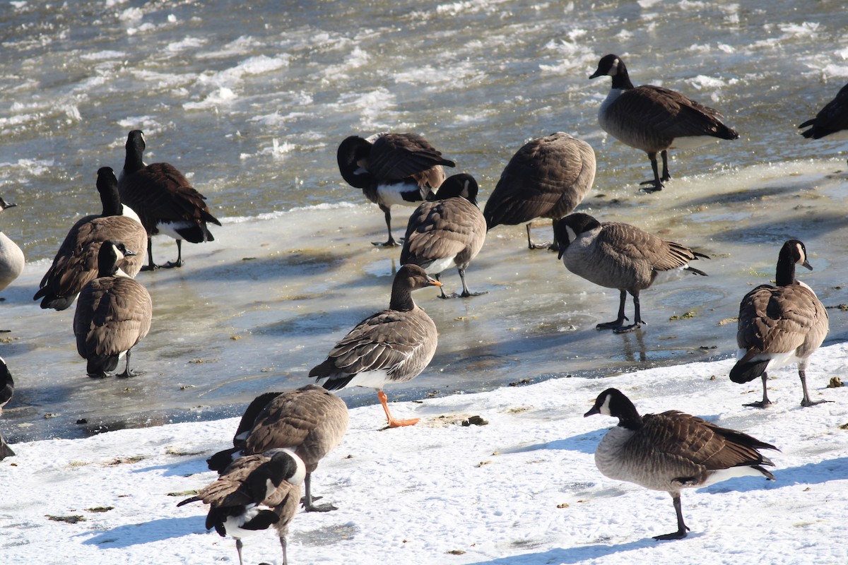 Taiga Bean-Goose - ML629670181