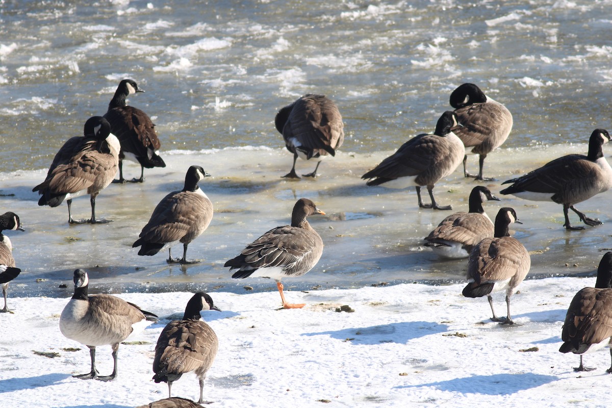 Taiga Bean-Goose - ML629670184