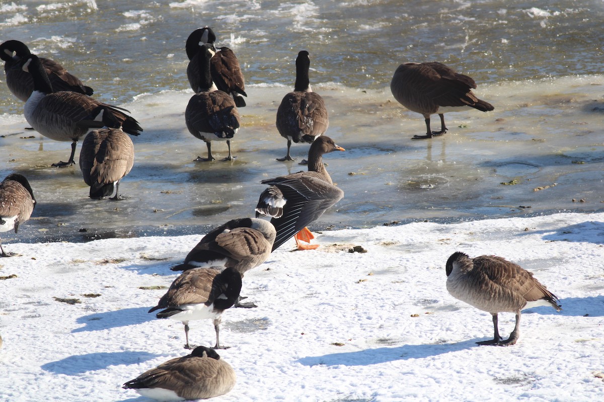 Taiga Bean-Goose - ML629670212