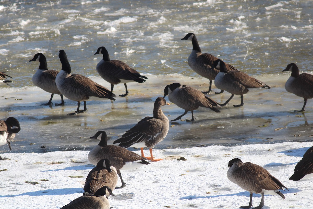 Taiga Bean-Goose - ML629670242