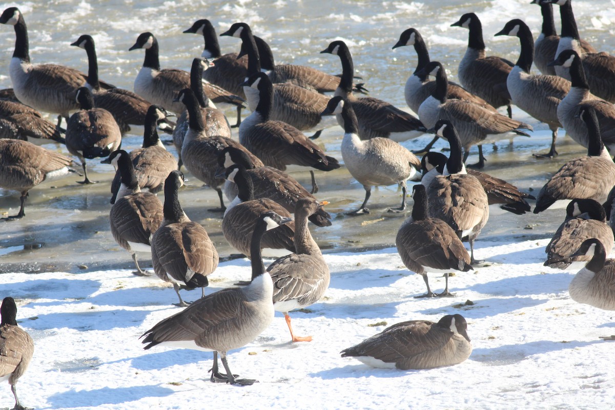 Taiga Bean-Goose - ML629670355