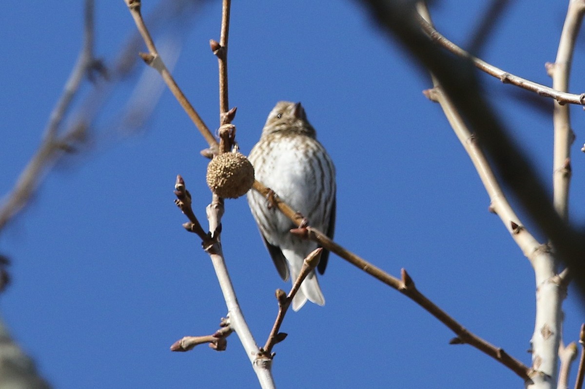Purple Finch - ML629670380