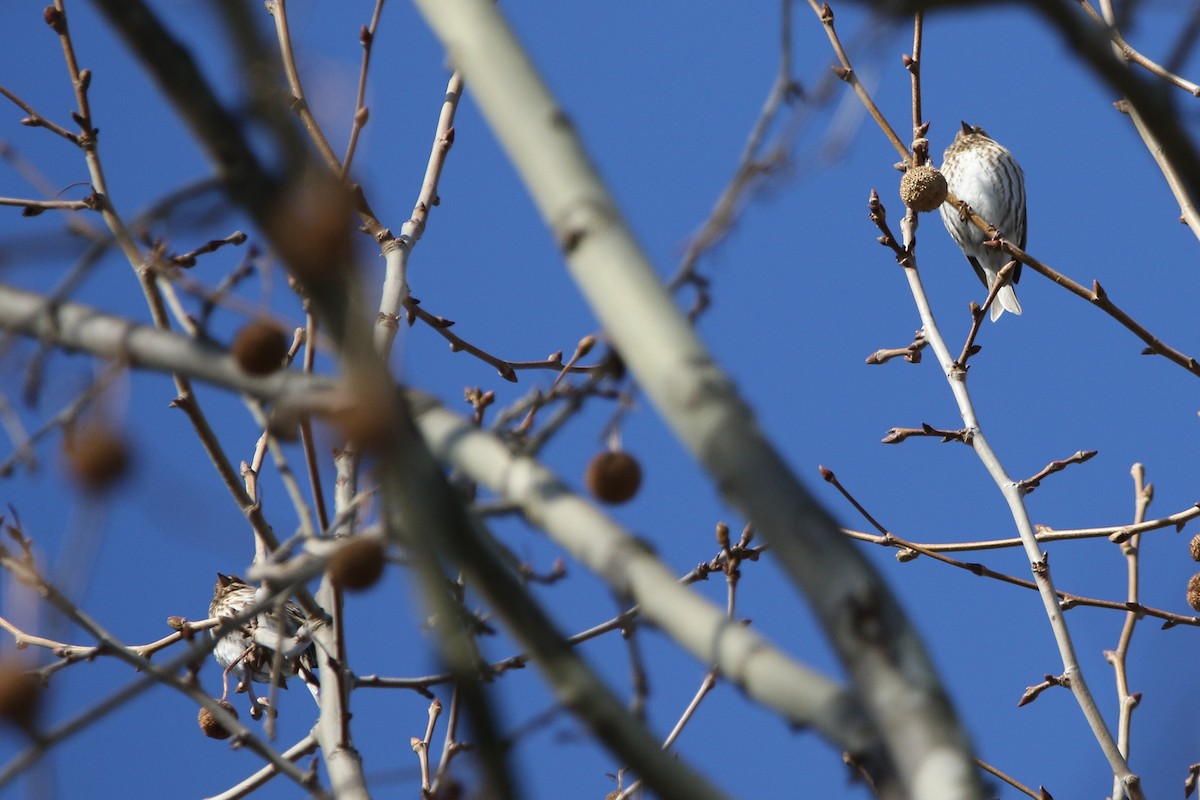 Purple Finch - ML629670383
