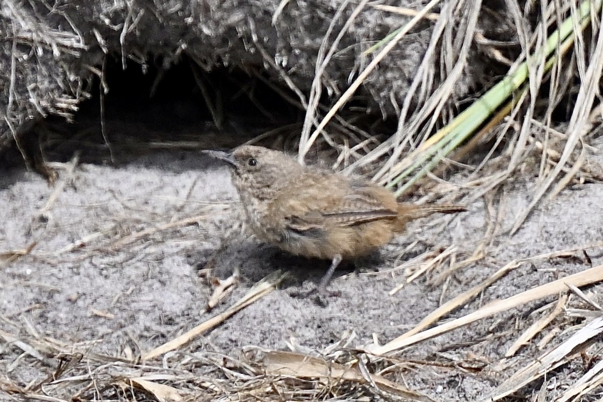 Cobb's Wren - ML629670385