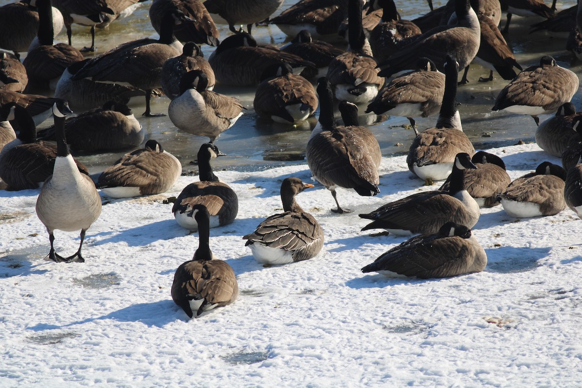Taiga Bean-Goose - ML629670386