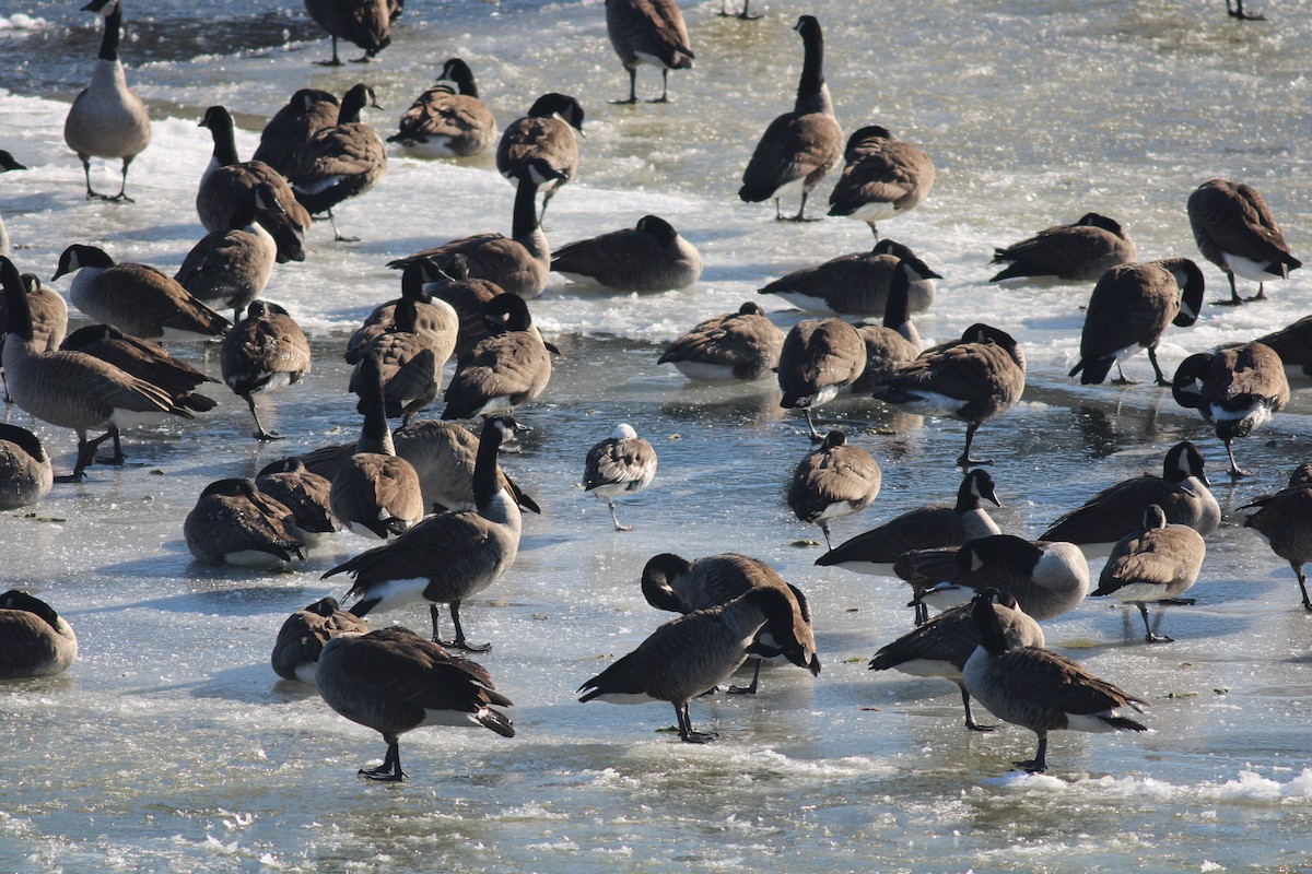 Ross's x Cackling Goose (hybrid) - ML629670411