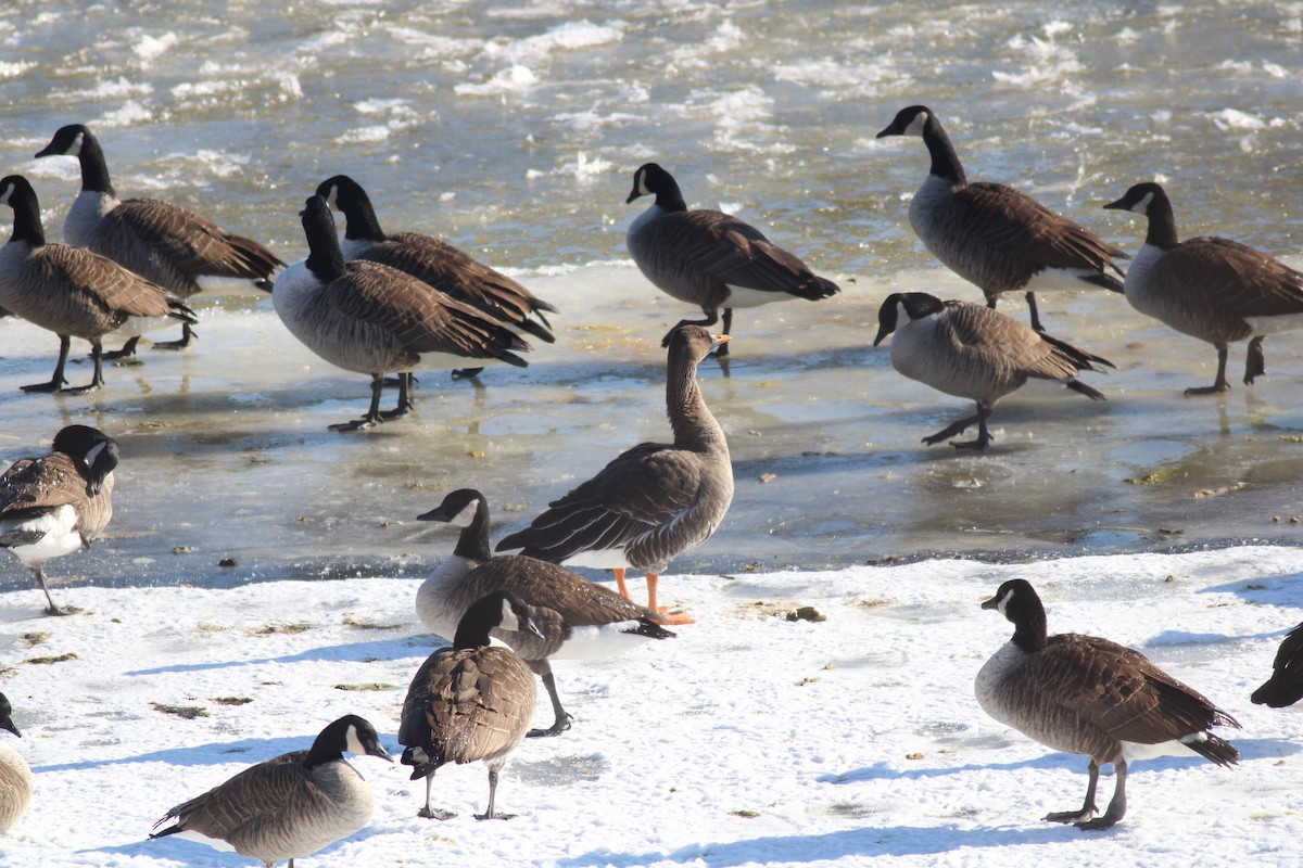 Taiga Bean-Goose - ML629670457