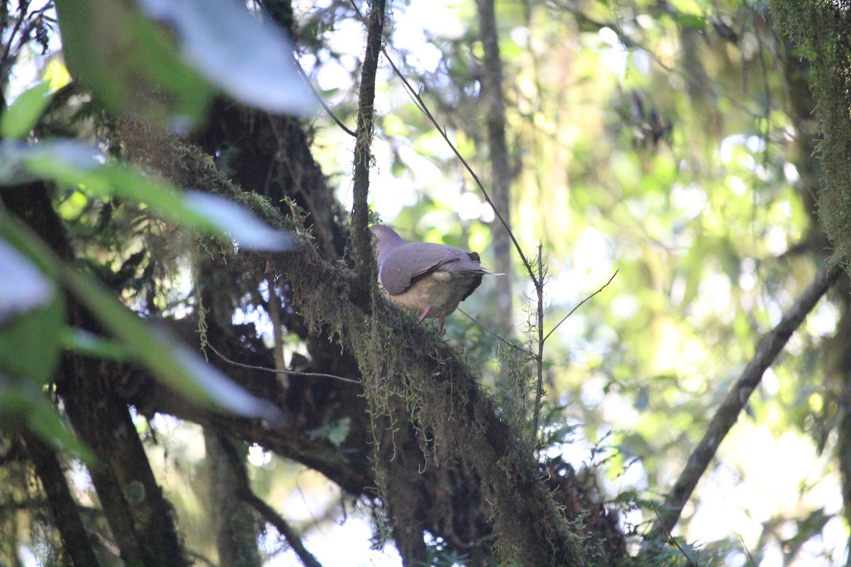 White-throated Quail-Dove - ML629670499