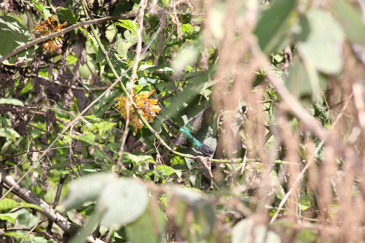 Blue-capped Puffleg - ML629670505