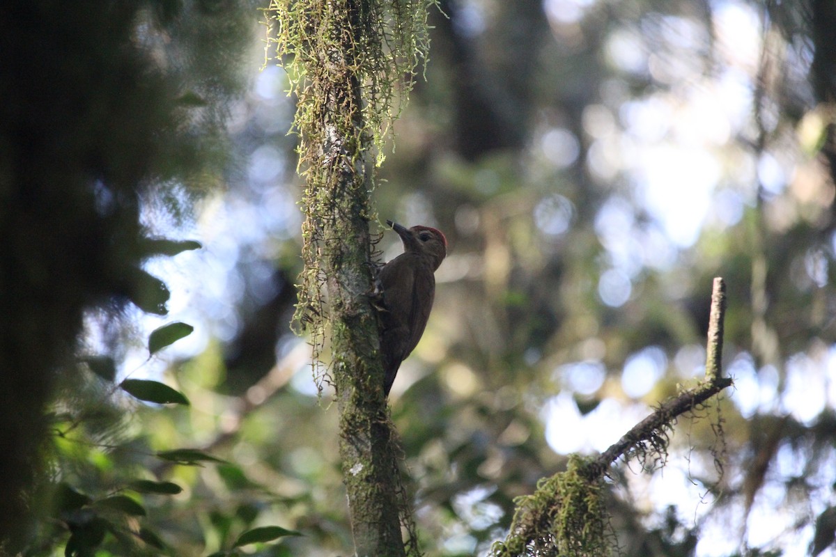 Smoky-brown Woodpecker - ML629670509