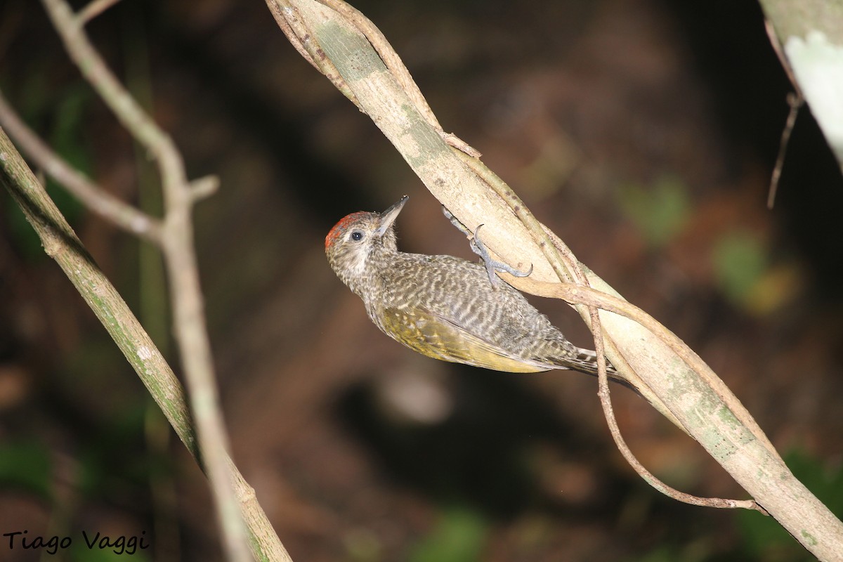 Dot-fronted Woodpecker - ML629670510