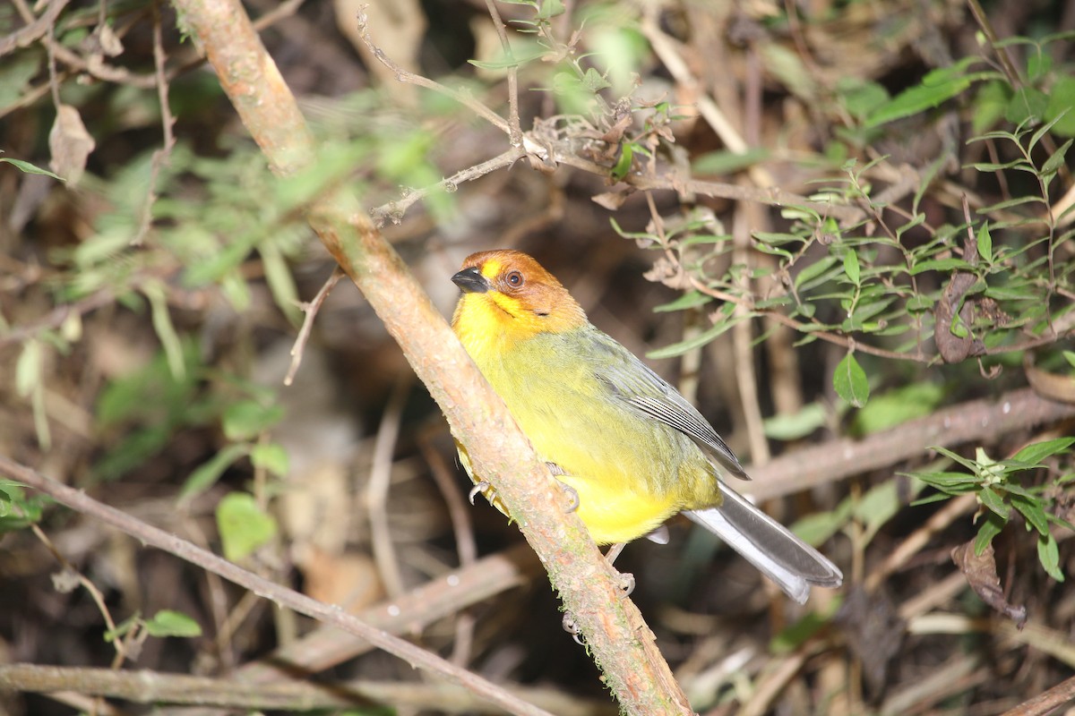 Fulvous-headed Brushfinch - ML629670517