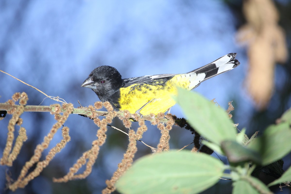 Black-backed Grosbeak - ML629670519