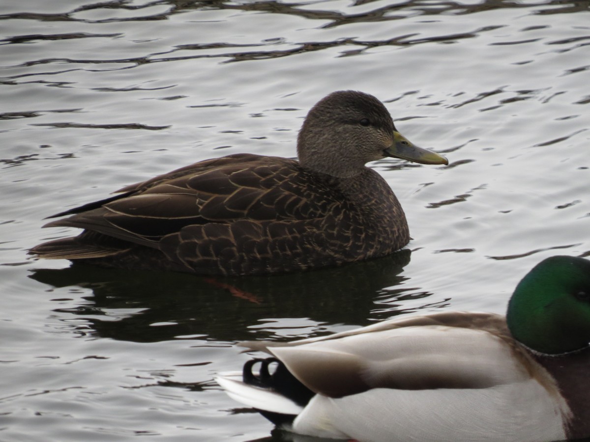 American Black Duck - ML629670627
