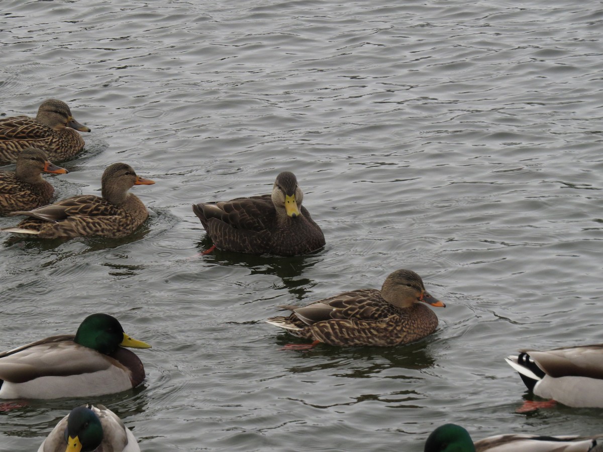 American Black Duck - ML629670636