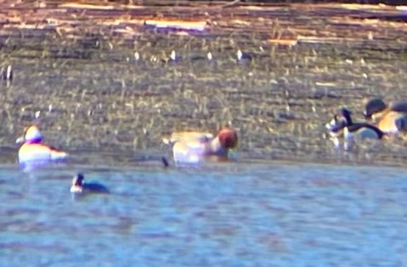 Eurasian Wigeon - ML629670734