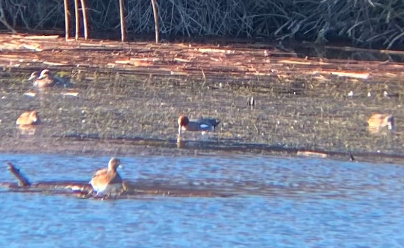 Eurasian Wigeon - ML629670735