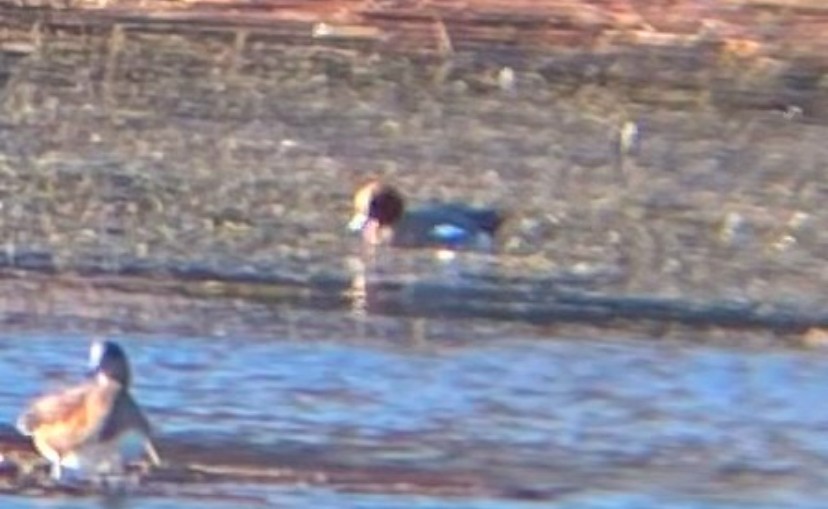 Eurasian Wigeon - ML629670736