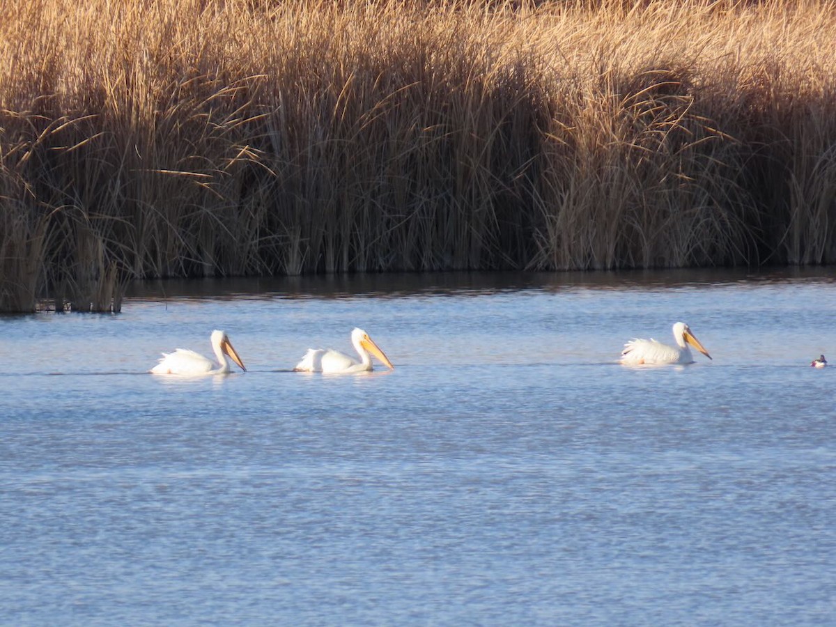 アメリカシロペリカン - ML629670745