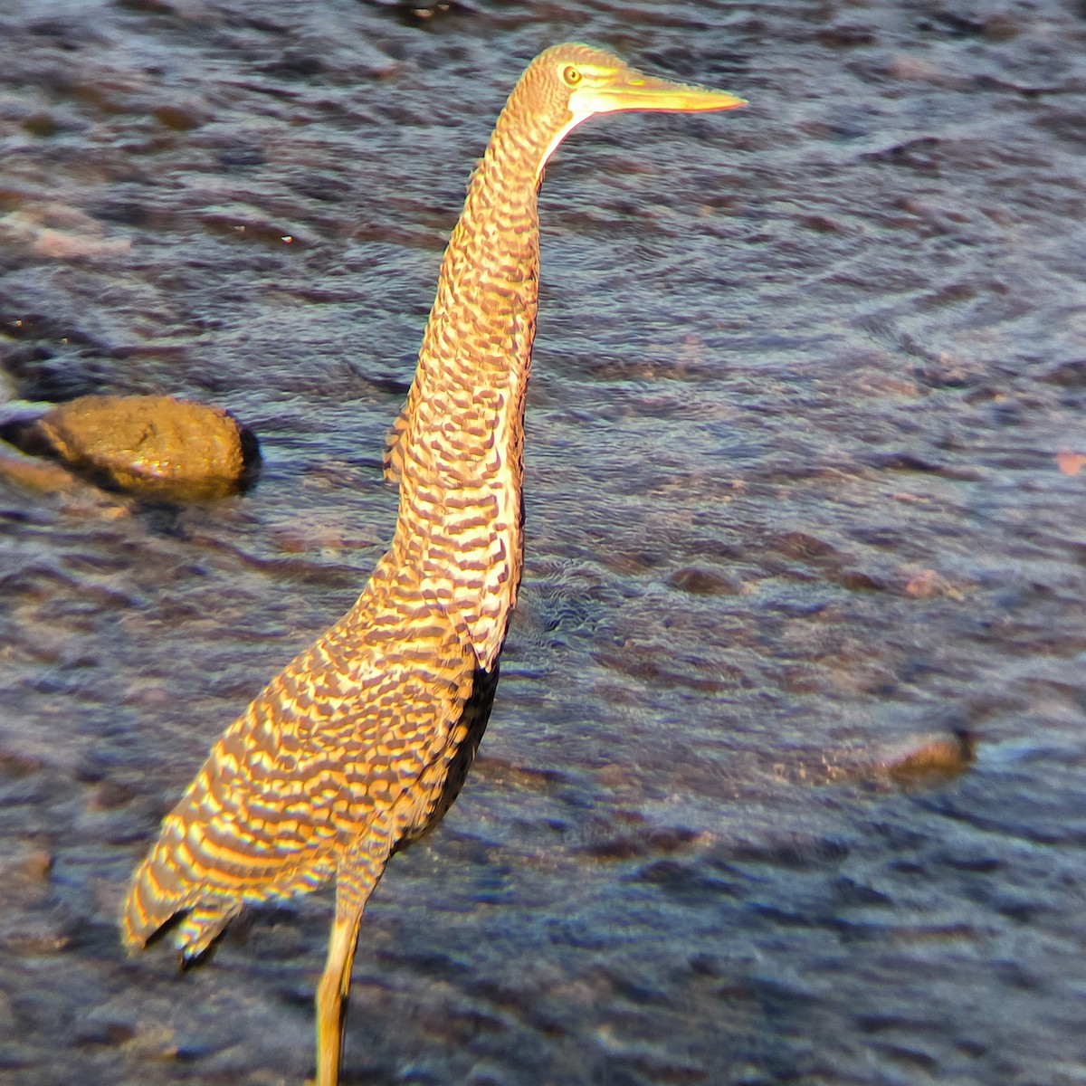 Bare-throated Tiger-Heron - ML629670926