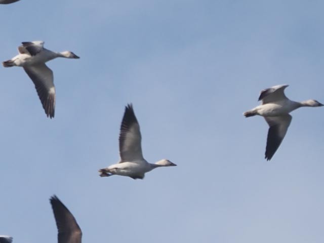 Snow Goose - ML629671137