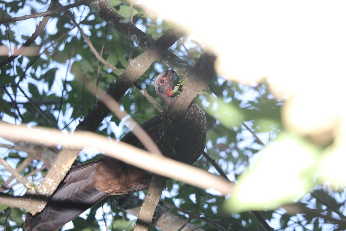 Red-faced Guan - ML629671195
