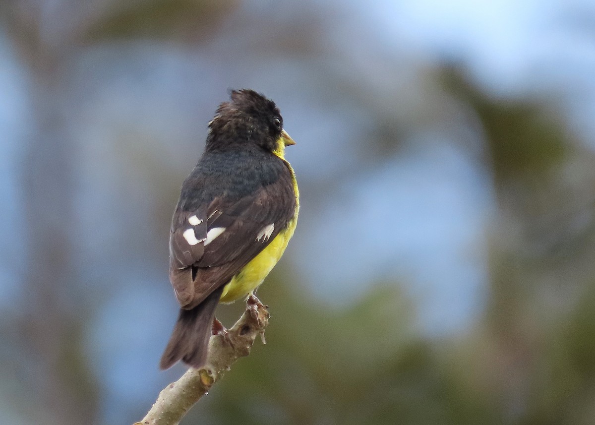 Lesser Goldfinch - ML629671207