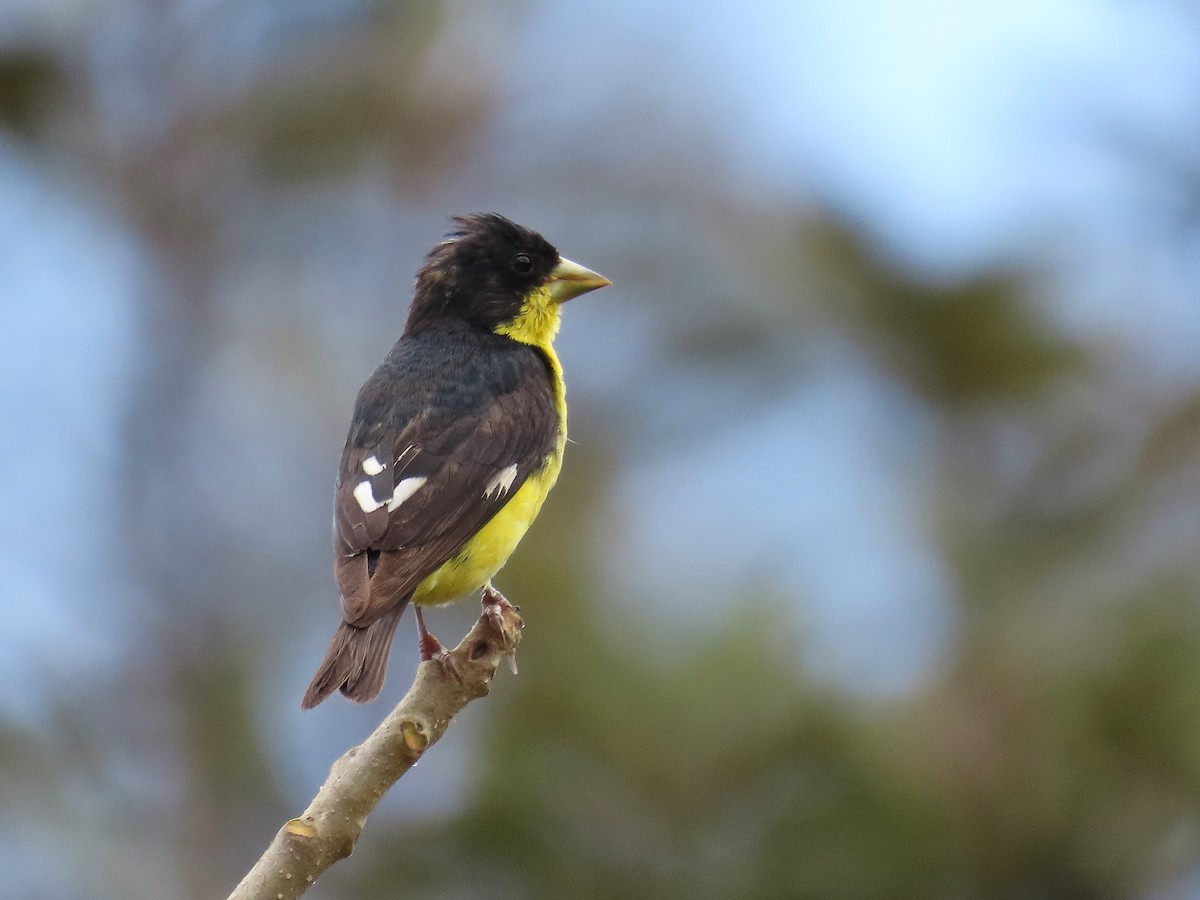 Lesser Goldfinch - ML629671208