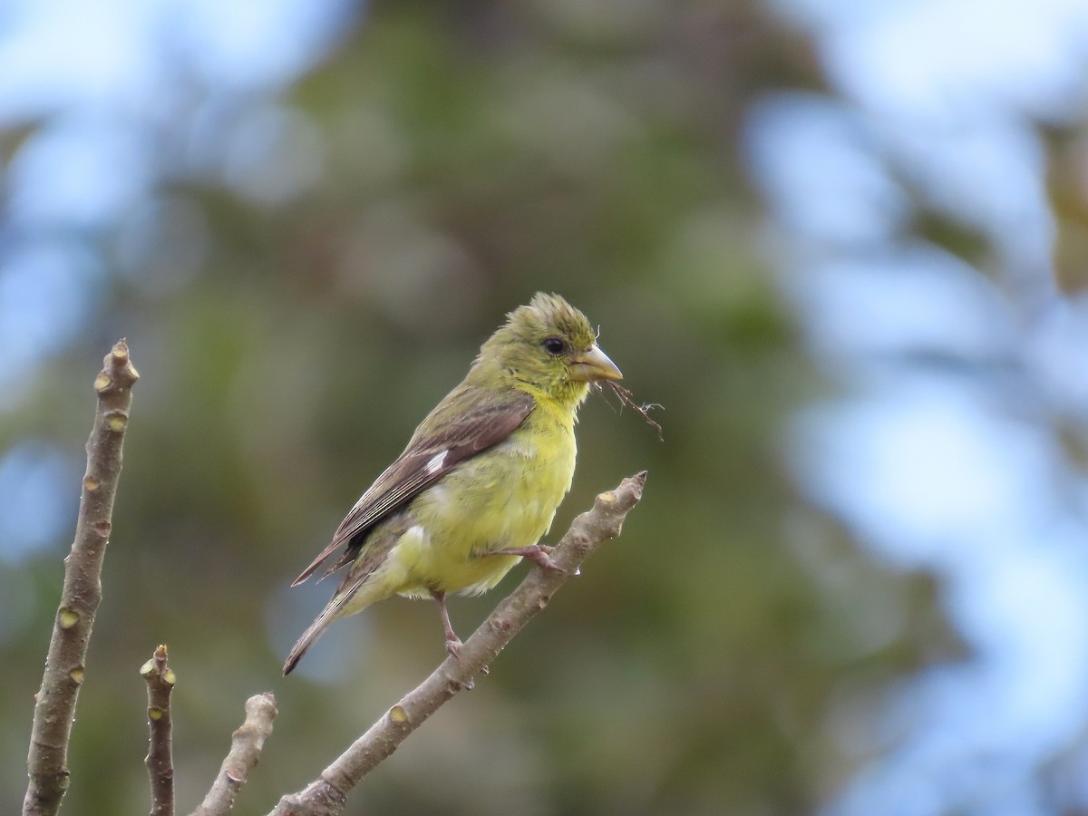 Lesser Goldfinch - ML629671209