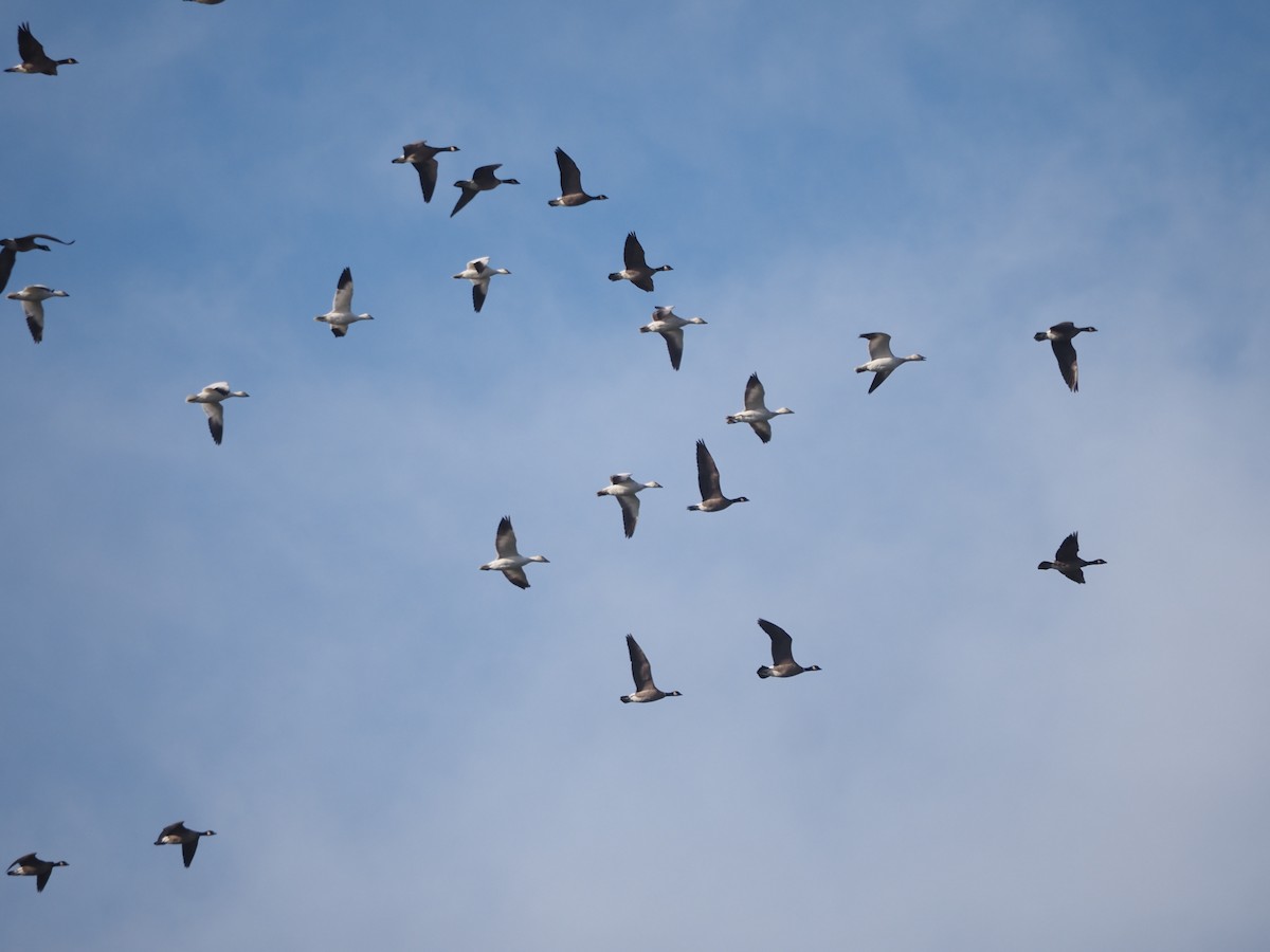 Snow Goose - ML629671253