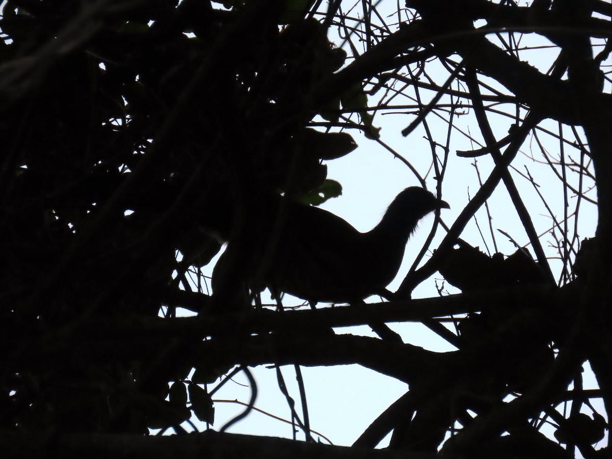 Rufous-vented Chachalaca - ML629671460