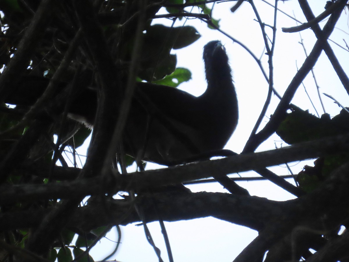 Rufous-vented Chachalaca - ML629671461