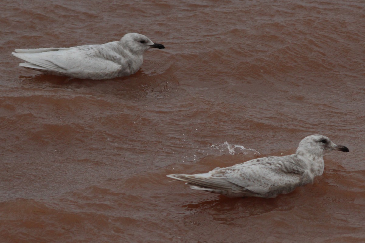 American Herring Gull - ML629671489